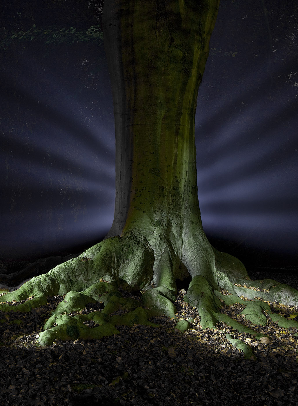 World of LightPainting - Natur - Behind The Tree
